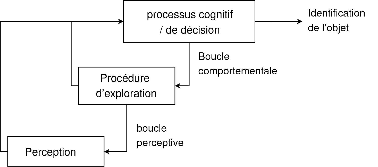 Schéma de la perception/action haptique (d’après (Wall, 2004))