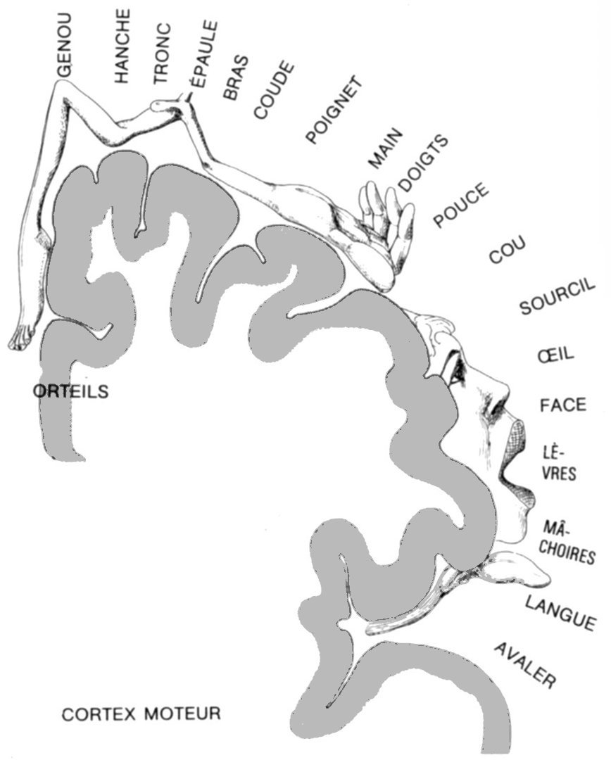 Homonculus du système moteur