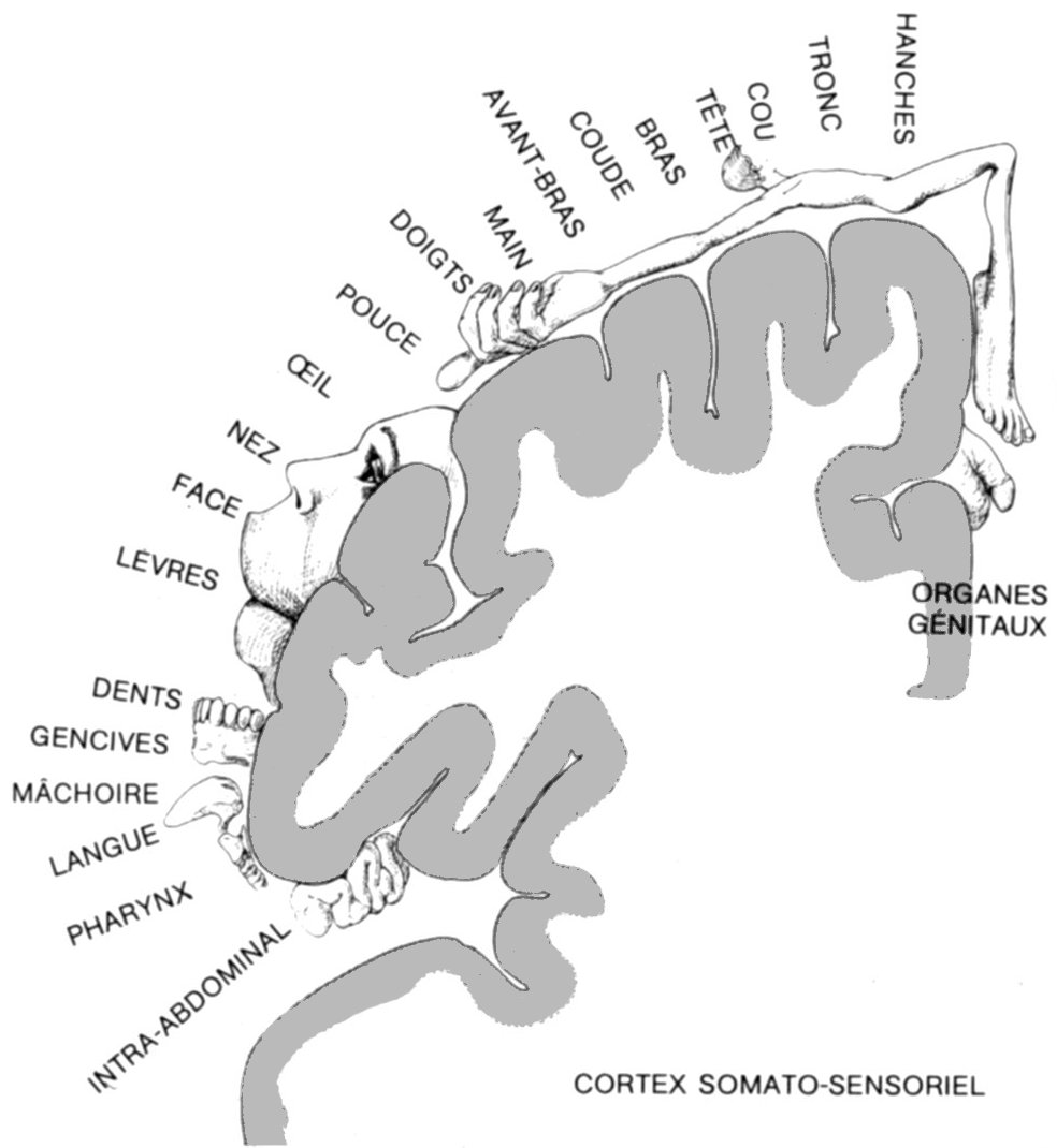 Homoculi sensitifs humains : la vue est interne et calquée sur une coupe du cerveau 