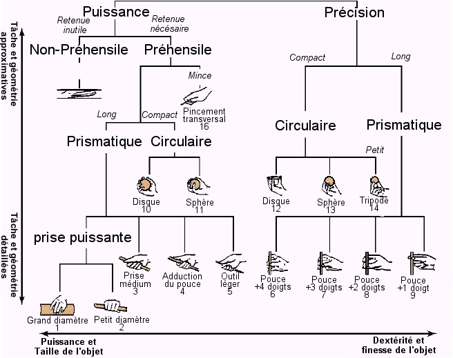 Les différentes géométries des prises de la main