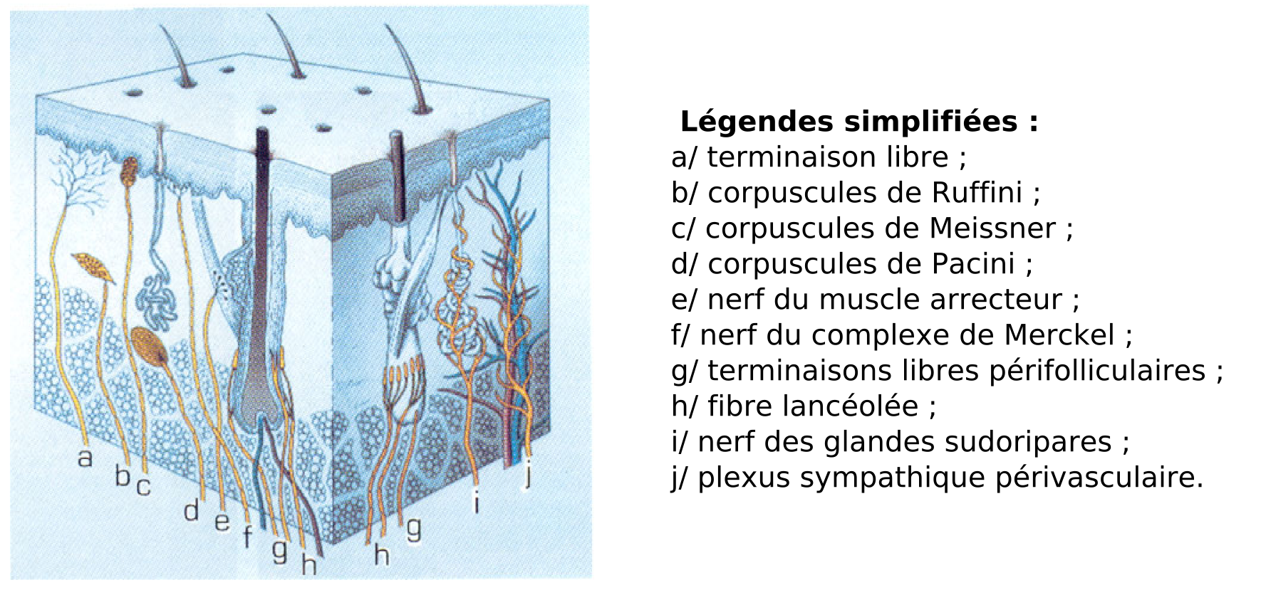 Structure de la peau (emprunté à (Reznik, 1996))