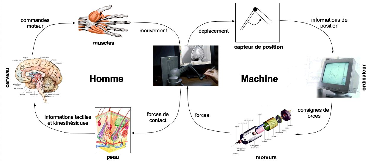 Interaction haptique entre l’homme et la machine (tiré de (Casiez, 2004))