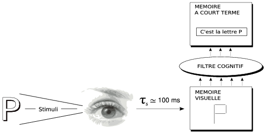 Le système sensoriel visuel et sa relation avec le système cognitif (tiré et adapté de (Coutaz, 1988))